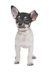 Image showing short haired chihuahua puppy