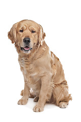 Image showing Golden Retriever