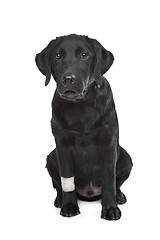 Image showing Black Labrador puppy