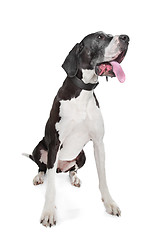 Image showing great dane