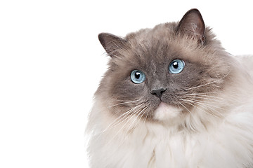 Image showing Ragdoll cat