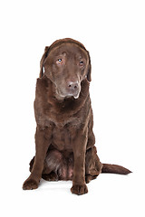 Image showing Old sad chocolate Labrador