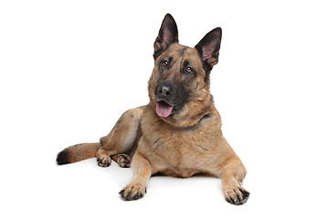 Image showing German Shepherd