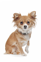 Image showing mixed breed Chihuahua