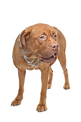 Image showing Dogue de Bordeaux