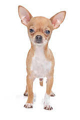 Image showing Miniature Chihuahua