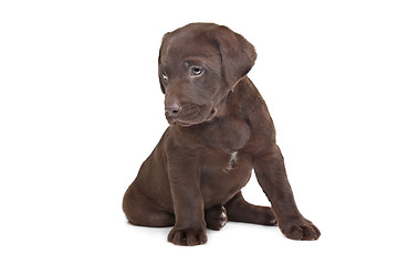 Image showing Chocolate Labrador puppy