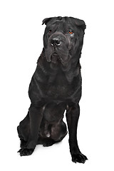 Image showing Black shar-Pei