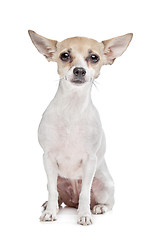 Image showing short haired chihuahua puppy