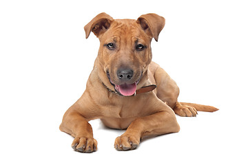 Image showing mixed breed dog