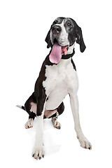 Image showing great dane