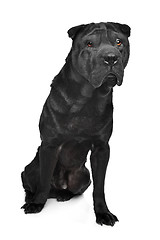 Image showing Black shar-Pei