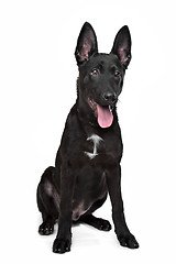 Image showing Black German Shepherd puppy