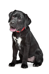 Image showing Black Labrador puppy