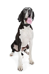 Image showing great dane