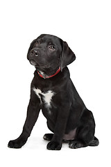 Image showing Black Labrador puppy