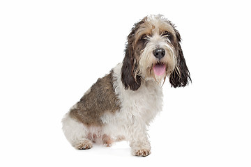 Image showing Basset Griffon Vendeen