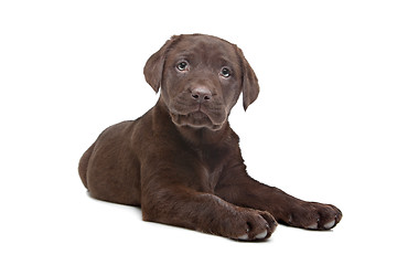 Image showing Chocolate Labrador puppy