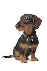 Image showing wire haired miniature Dachshund