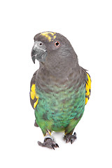 Image showing Meyer Parrot