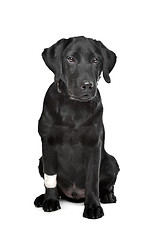 Image showing Black Labrador puppy