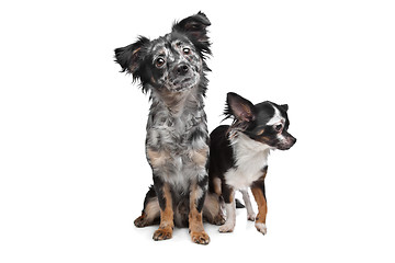 Image showing Two Chihuahua dogs