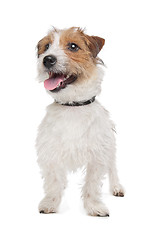 Image showing Jack Russel Terrier