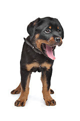 Image showing rottweiler puppy