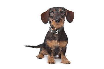 Image showing wire haired miniature Dachshund