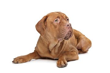 Image showing Dogue de Bordeaux