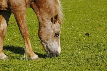 Image showing Hungry