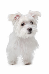 Image showing mix Maltese dog