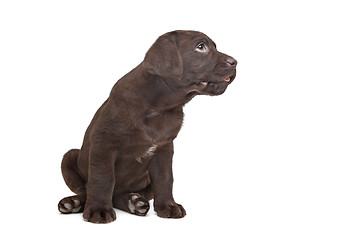 Image showing Chocolate Labrador puppy