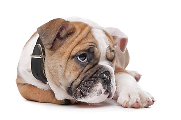 Image showing English bulldog puppy