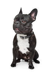 Image showing Black and White French Bulldog