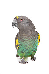 Image showing Meyer Parrot