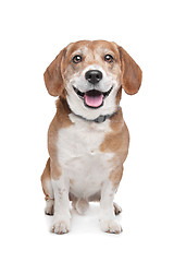 Image showing Beagle