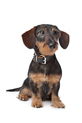 Image showing wire haired miniature Dachshund