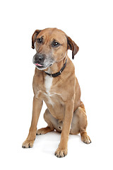 Image showing mixed breed dog