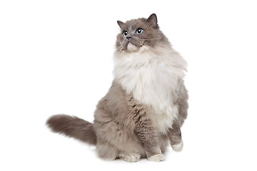 Image showing Ragdoll cat