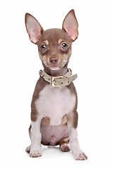 Image showing short haired chihuahua puppy