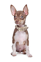 Image showing short haired chihuahua puppy