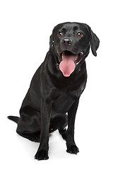 Image showing Black Labrador