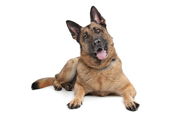 Image showing German Shepherd