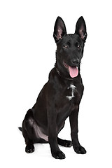 Image showing Black German Shepherd puppy