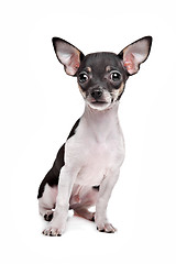 Image showing short haired chihuahua puppy