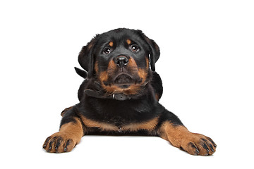 Image showing rottweiler puppy