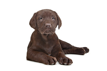 Image showing Chocolate Labrador puppy