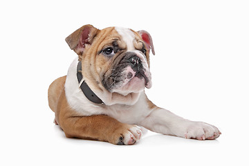 Image showing English bulldog puppy