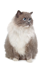 Image showing Ragdoll cat